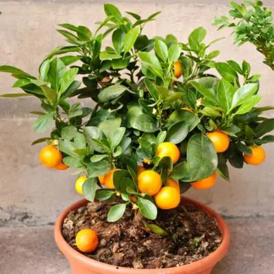 Owari Satsuma Tree (Height: 18 - 26 IN, Ship Method: Delivery)