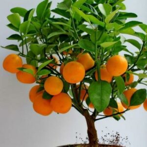 Page-Mandarin-Tree-400-1