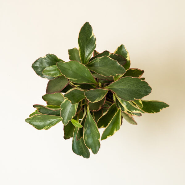 Peperomia-Ginny_1