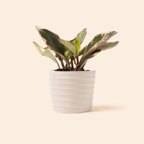 Peperomia-Ginny_2