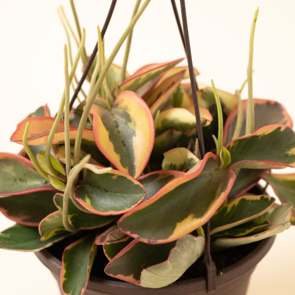 Peperomia-Ginny_3