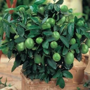 Persian-Bearss-Lime-Tree-400-1