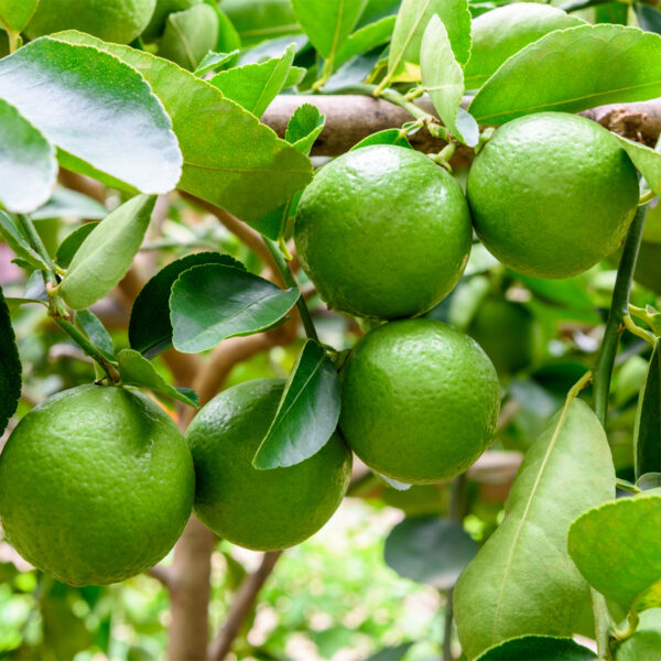 Persian-Lime-Tree-03-1