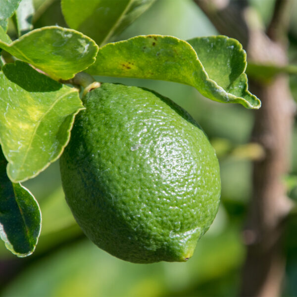 Persian-Lime-Tree-05-2