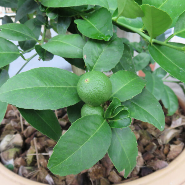 Persian-Lime-Tree-06-2