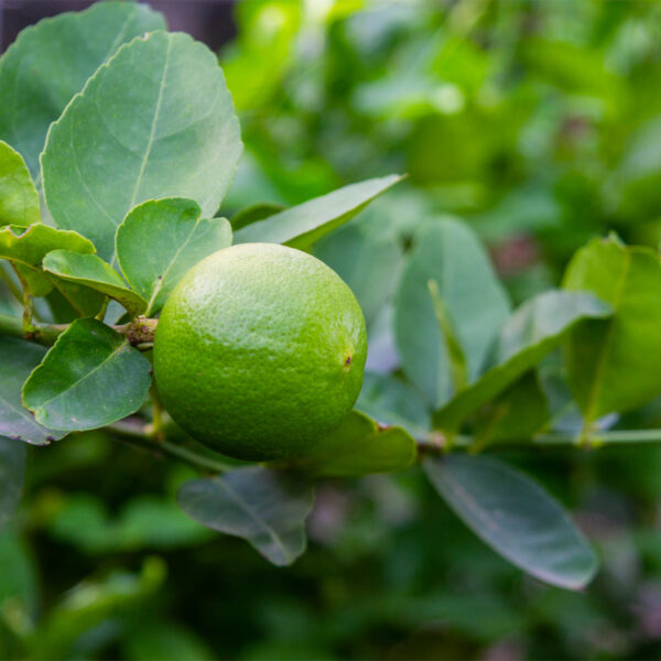 Persian-Lime-Tree-07-2