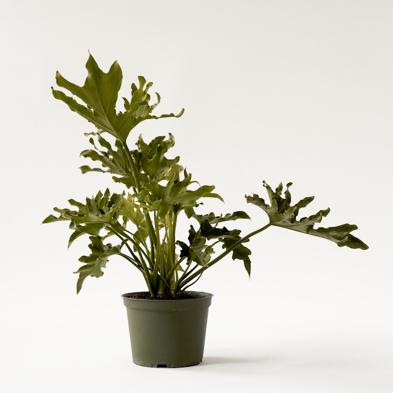 Philodendron - Hope (Bipinnatifidum) (Pot: Grower Pot)