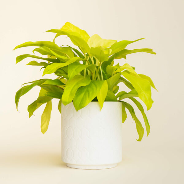 Philodendron Lemon Lime