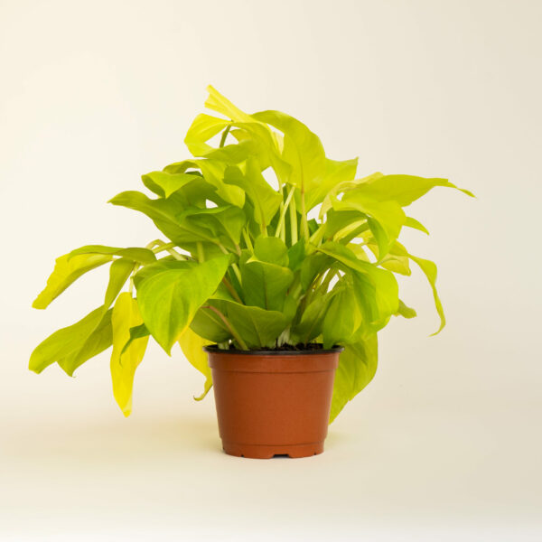 Philodendron-Lemon-Lime_1-scaled