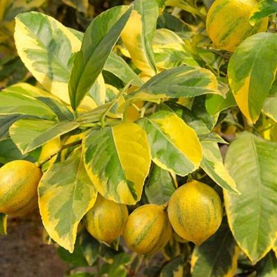 Pink Variegated Lemon Tree (Height: 2 - 3 FT, Shape: Standard)