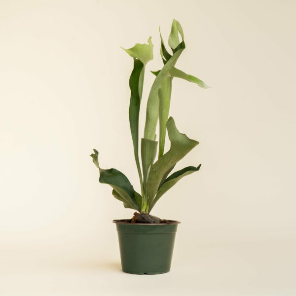 Platycerium-staghorn-Fern_01-scaled