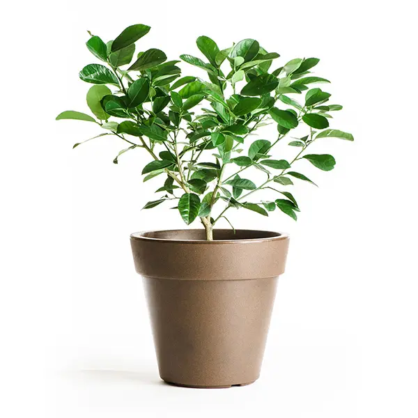 Ponderosa Lemon Tree (Height: 10 - 18 IN, Shape: Bushy, Burlap Sack: Yes)