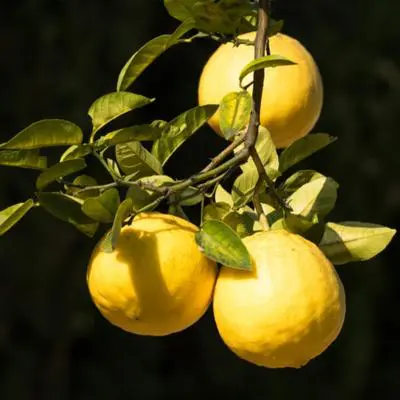 Ponderosa Lemon Tree (Height: 10 - 18 IN, Shape: Bushy, Burlap Sack: Yes)