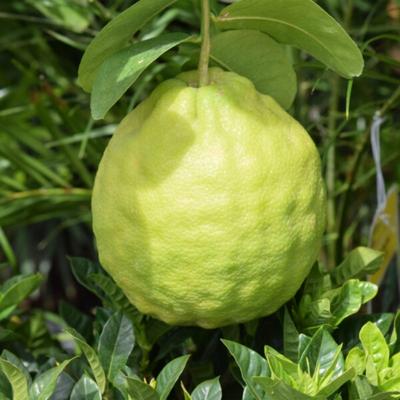 Ponderosa Lemon Tree (Height: 10 - 18 IN, Shape: Bushy, Burlap Sack: Yes)