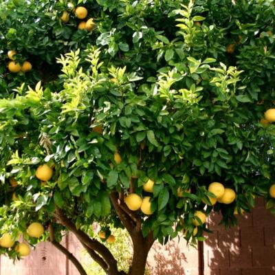 Ponderosa Lemon Tree (Height: 10 - 18 IN, Shape: Bushy, Burlap Sack: Yes)