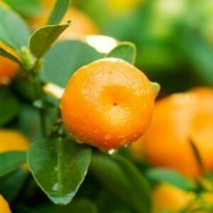 Ponkan-Mandarin-Tree-400-1