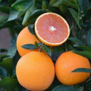 Red Navel (Cara Cara) Tree 400-1
