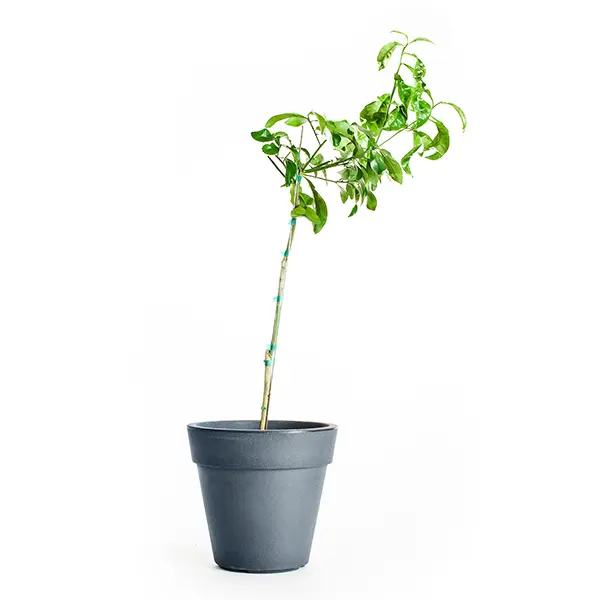 Rio Red Grapefruit Tree (Height: 18 - 26 IN)