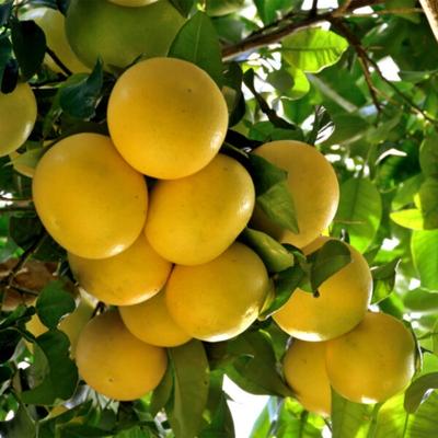 Rio Red Grapefruit Tree (Height: 18 - 26 IN)