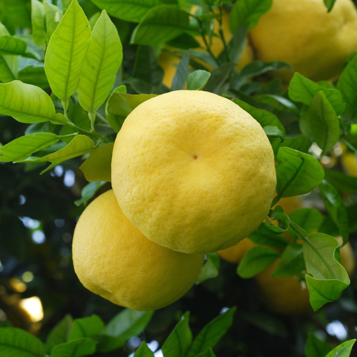 Ruby Red Grapefruit Tree (Height: 18 - 26 IN, Shape: Bushy)