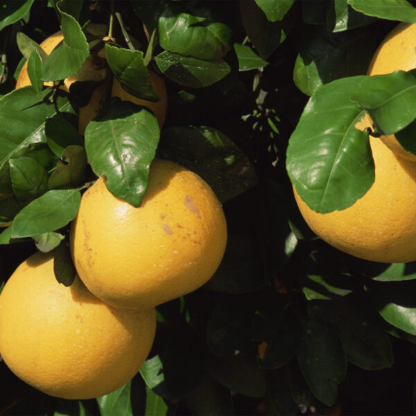 Ruby-Red-Grapefruit-Tree-03