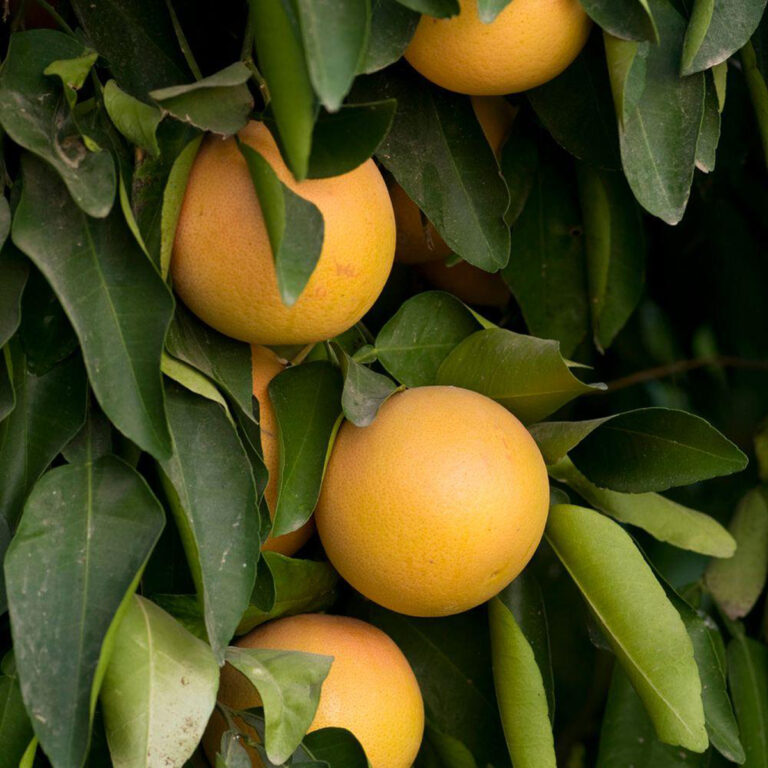 Ruby Grapefruit Rots Ruby Red Grapefruit Tree