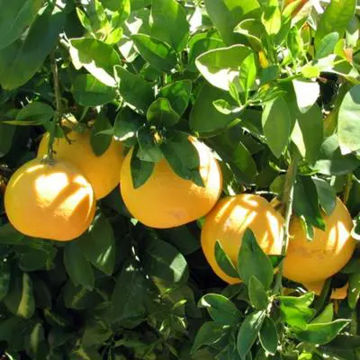 Ruby Red Grapefruit Tree (Height: 18 - 26 IN, Shape: Bushy)