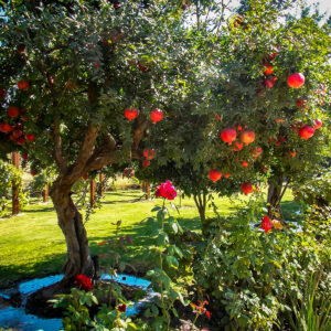 Salavatski Pomegranate Tree 2