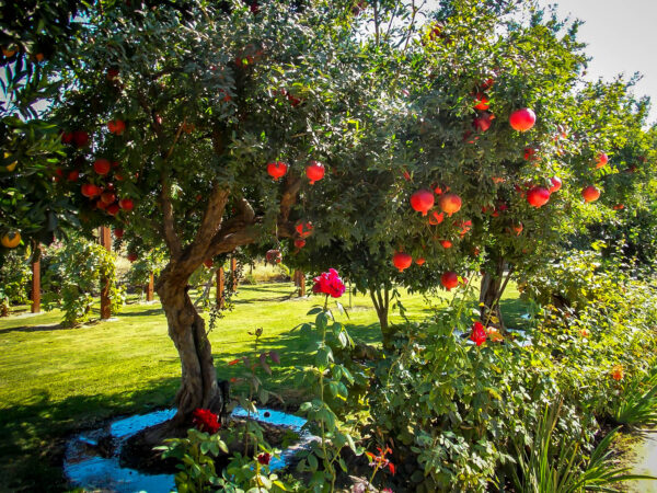 Salavatski Pomegranate Tree 2