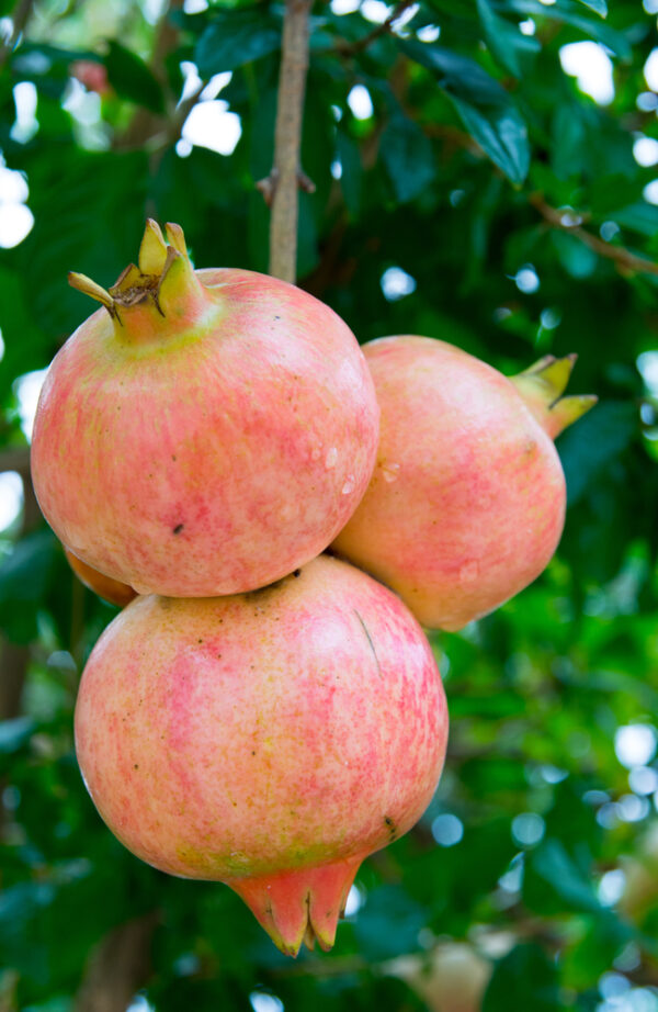 Salavatski Pomegranate Tree