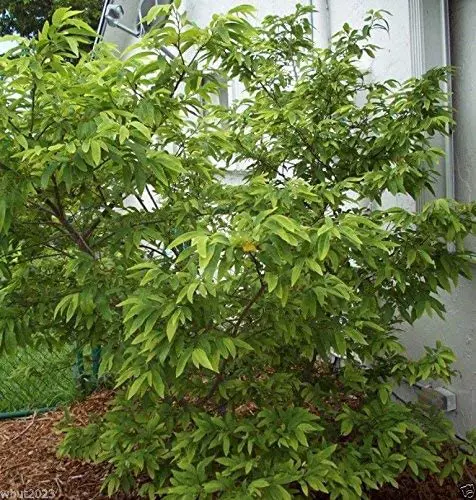 San Pablo Red Custard Apple Tree (Height: 1 - 2 FT)