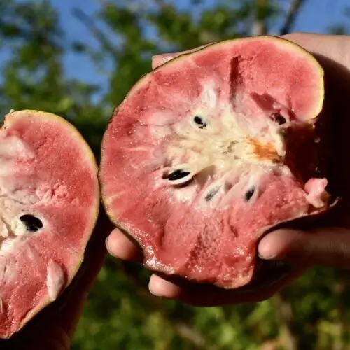 San Pablo Red Custard Apple Tree (Height: 1 - 2 FT)