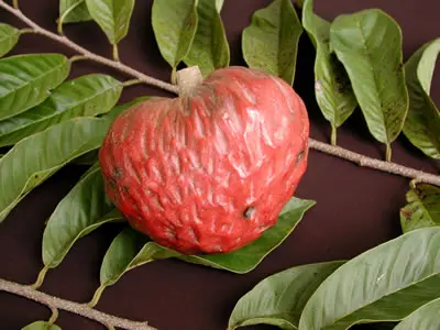 San Pablo Red Custard Apple Tree (Height: 1 - 2 FT)