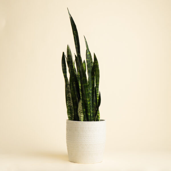 Sansevieria Black Coral (Snake Plant)