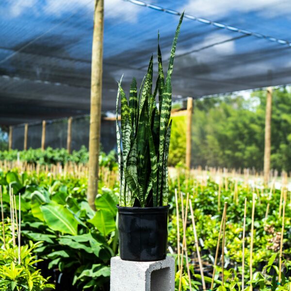 Sansevieria Black Coral