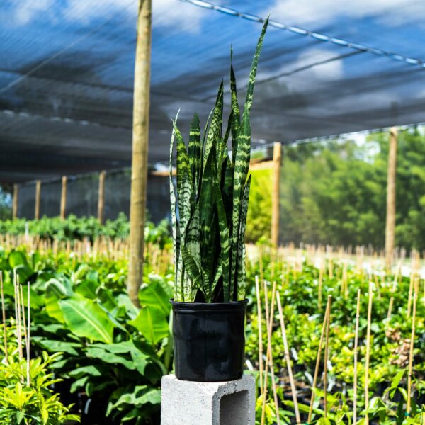 SansevieriaBlackCoralSnake-Plant_1-scaled