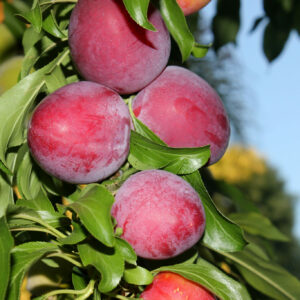 Santa,Rosa,Plum,Tree,With,Fruits,,Prunus,Salicina,`santa,Rosa`,