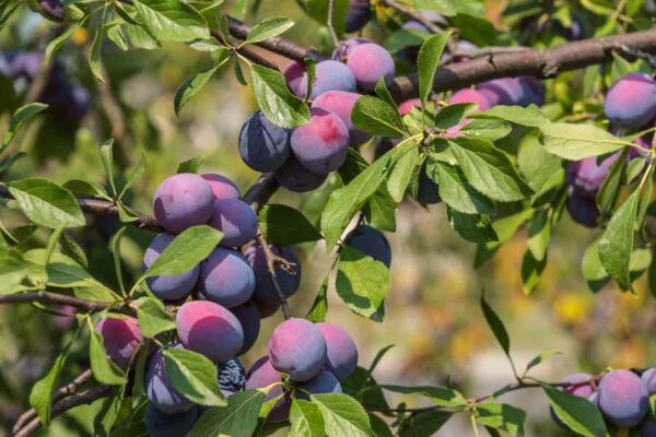 Santa Rosa Plum tree 2