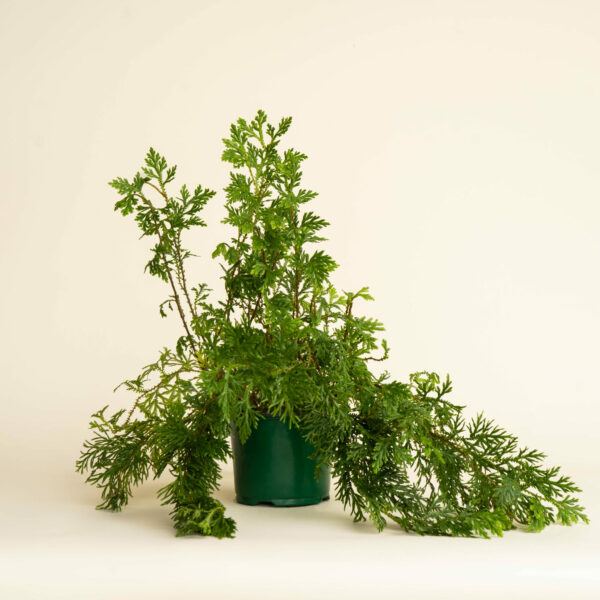 Selaginella-Plana-Cypress-Fern_01-scaled