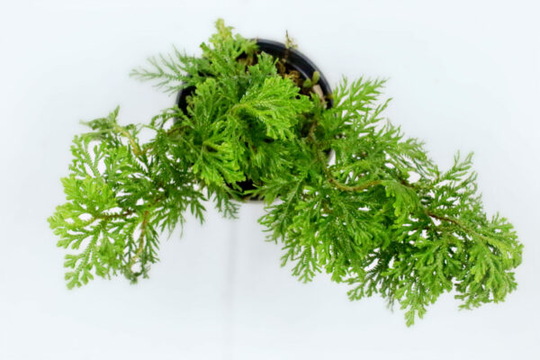 Selaginella-Plana-Cypress-Fern_03-scaled