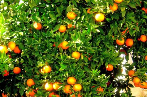 Citrus trees