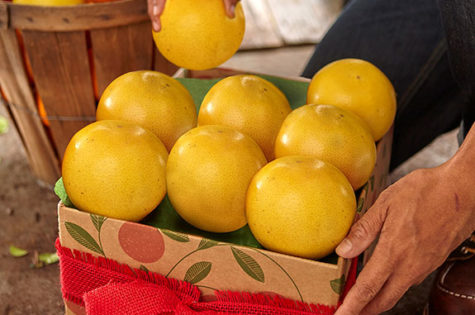 Sending Affordable Citrus Gifts