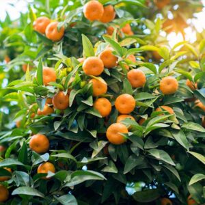 SetoSatsuma_Tree