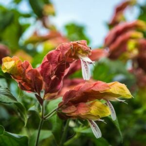 Shrimp Beloperone Guttata Plant 400-1