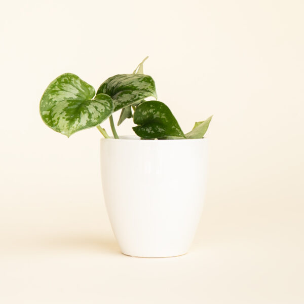 Silver Pothos - Scindapsus Pictus