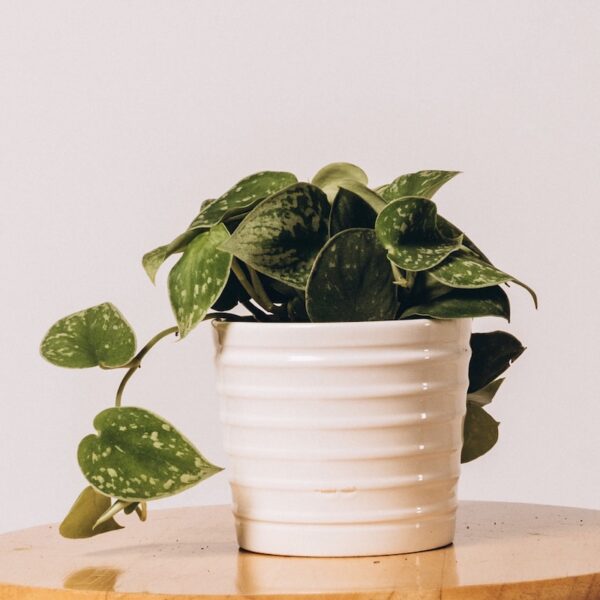 Silver-Pothos-Scindapsus-Pictus_1