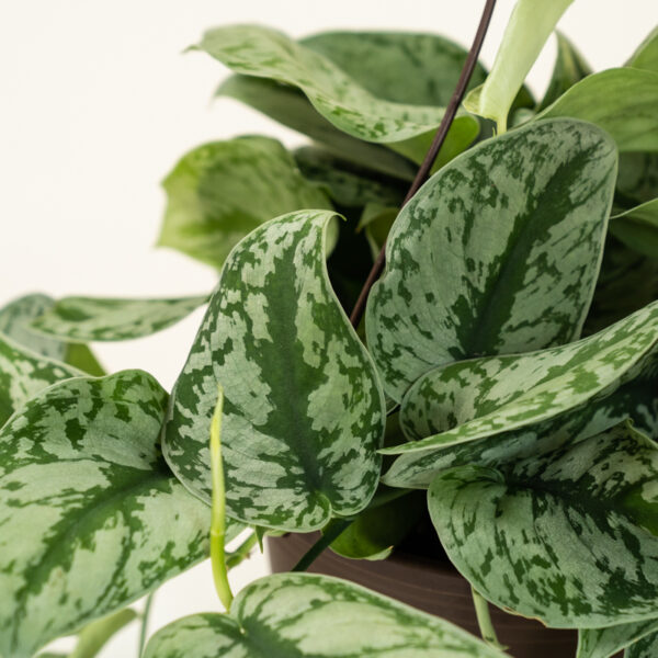 Silver-Pothos-Scindapsus-Pictus_2