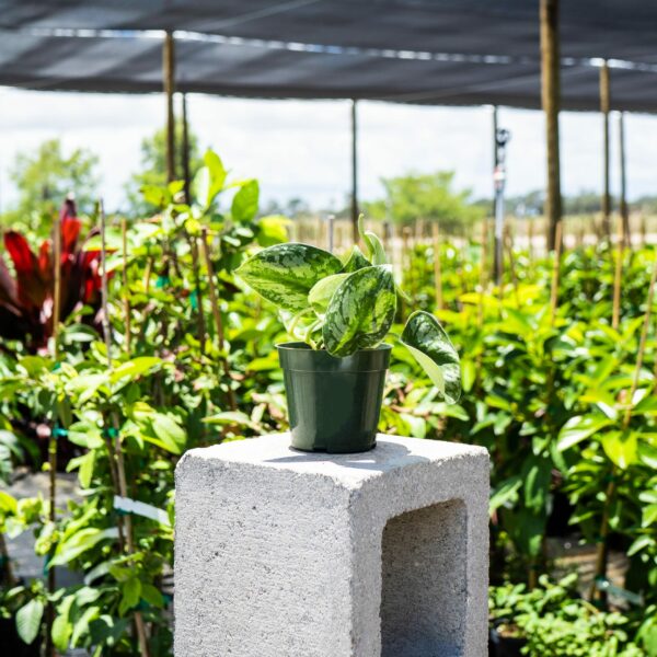 Silver-Pothos-Scindapsus-Pictus_3-scaled