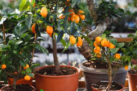 Potted citrus trees with ripe oranges in a small yard
