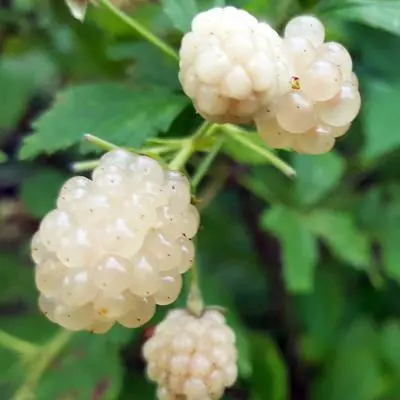 Snowbank Blackberry Plant (Height: 8 - 12 IN)